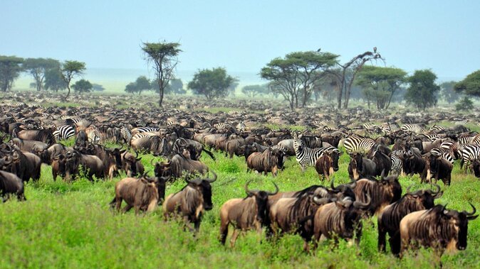 Private safari cruiser heading out into the vast plains of the Serengeti ecosystem