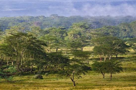 Authentic Tree Climbing Lions of Lake Manyara resting on branches