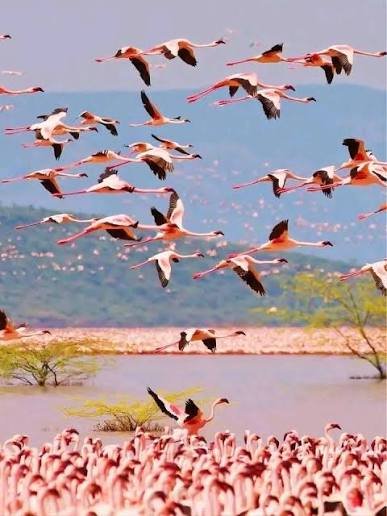Authentic Lesser Flamingos wading along Lake Manyara Shorelines