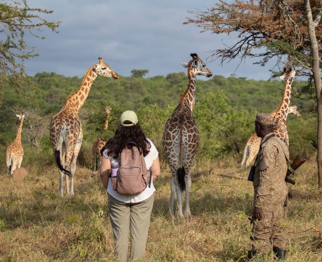 Trekkers on a walking safari alongside an armed park ranger tracking wild giraffes on foot