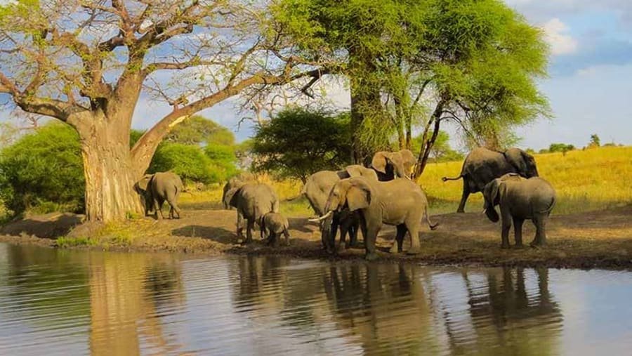 Elephants gathering near the riverbed in Tarangire National Park