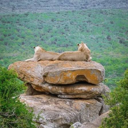 Safari land cruiser driving across rocky granite kopjes hills inside Serengeti