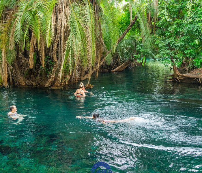 Beautiful crystal clear turquoise geothermal waters of Chemka Hot Springs surrounded by overhanging tree roots