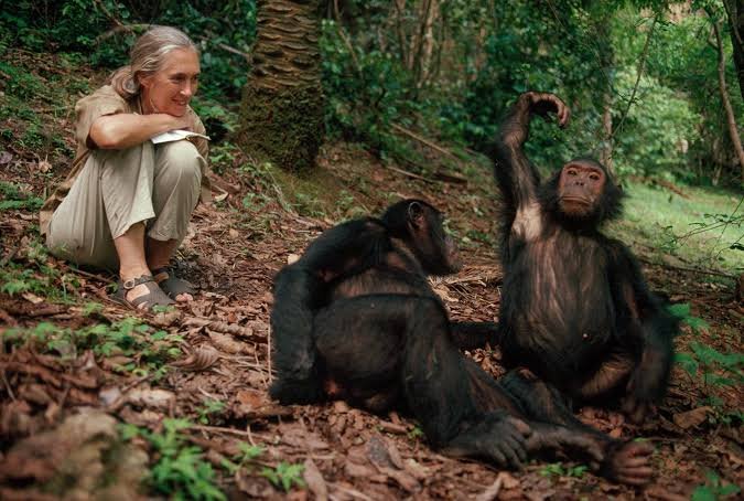 Gombe Stream chimpanzee walking in the rainforest on a leafy path