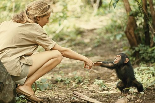 A family of wild chimpanzees interacting on branches in the lush green Mahale forest