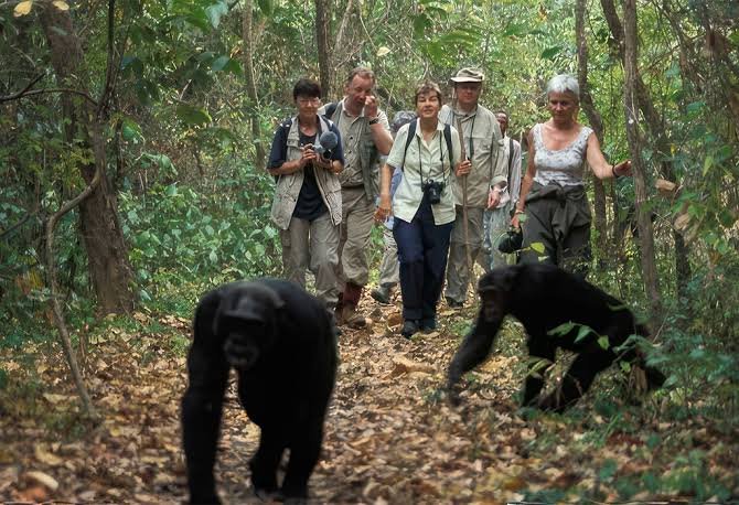 Active chimpanzee family playing and interacting in the forest canopy at Gombe Stream