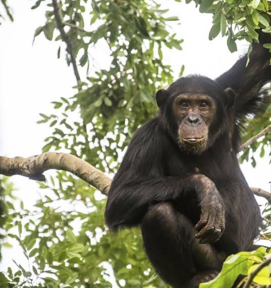 Chimpanzee mother playing with her infant child in the Mahale mountains national park