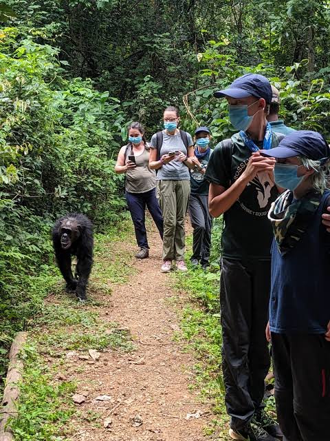 Baboons and primates interacting on Gombe Stream Lake Tanganyika beach
