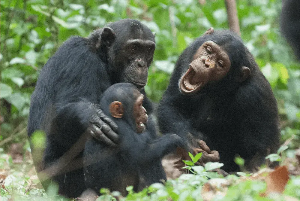 Chimpanzee resting on forest floor in Gombe Stream National Park