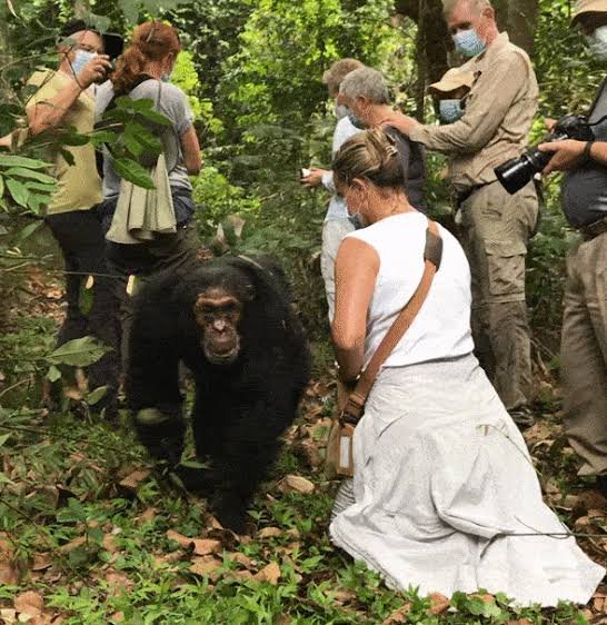 Wild chimpanzees sitting socially on a low branch in the dense green rainforest canopy of Mahale Mountains