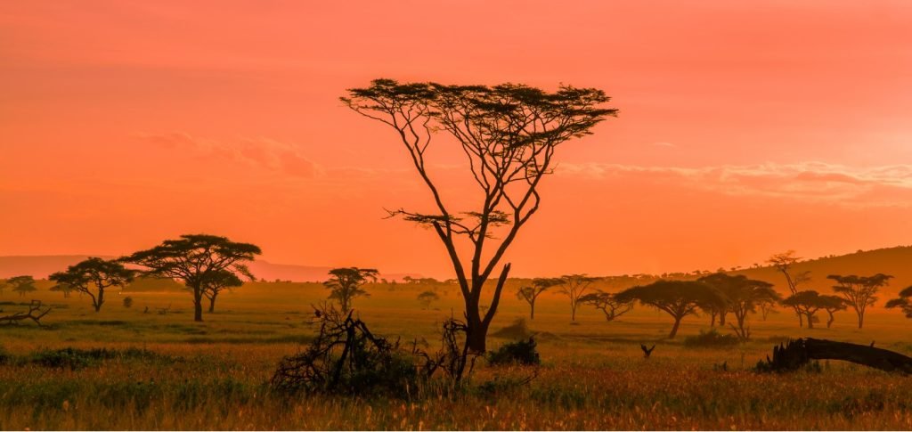 Serengeti Hot Air Balloon Sky Safari