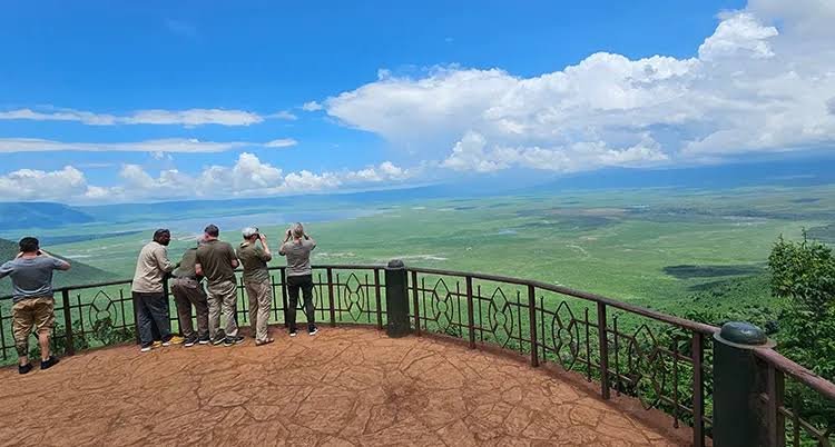 A rare black rhino walking on the open grass inside the Ngorongoro crater floor