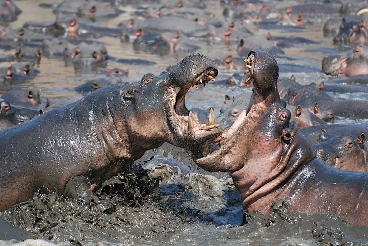 Massive schools of hundreds of hippos gathered in Katavi's shrinking river pools during the dry season
