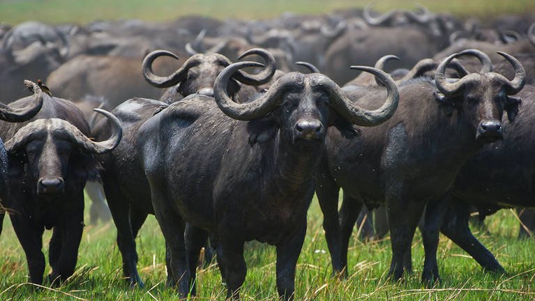 Gigantic herds of cape buffalos roaming across Katavi's endless golden plains