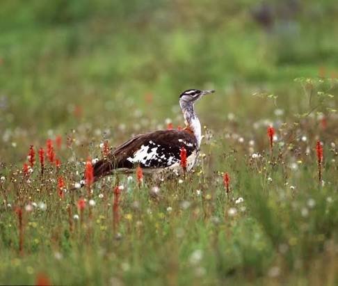 Beautiful wildflowers spreading across high altitude alpine plateau meadows in Kitulo
