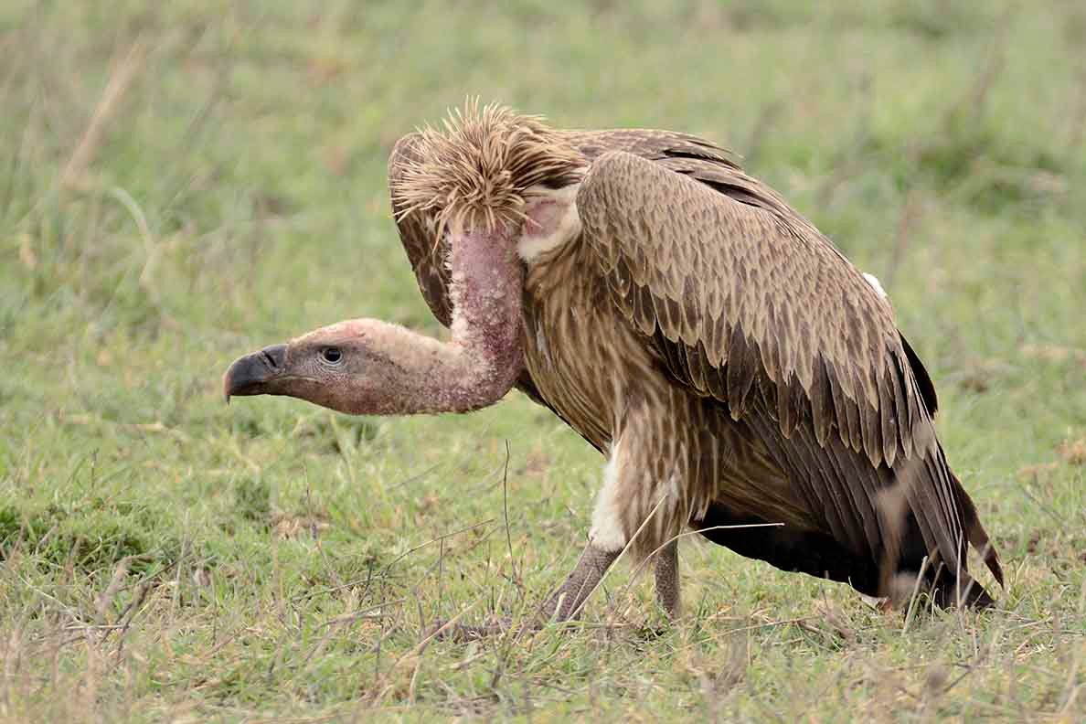 Rare birds tracking over high altitude montane grasslands in Tanzania southern loop