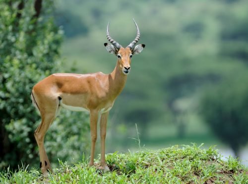 Authentic African wildlife herds roaming across the Ibanda-Kyerwa savannah basins