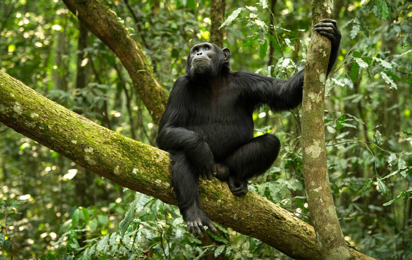 Wild alpha male chimpanzee tracking over mossy rocks in Mahale Mountains National Park