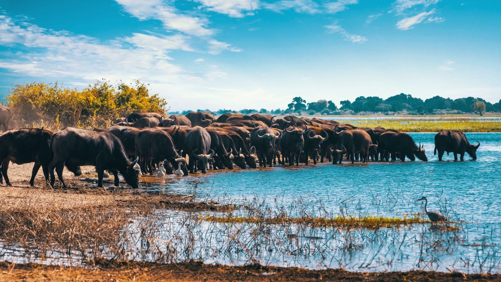 Authentic Baboon Troop tracking in Lake Manyara Ground Water Forest Canopy