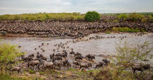Great Migration Serengeti Mara Crossings View