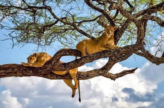 Authentic pride of Mikumi lions tracking along savanna bush paths
