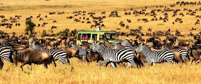 Wildebeest columns building numbers and waiting along the banks of the Mara River