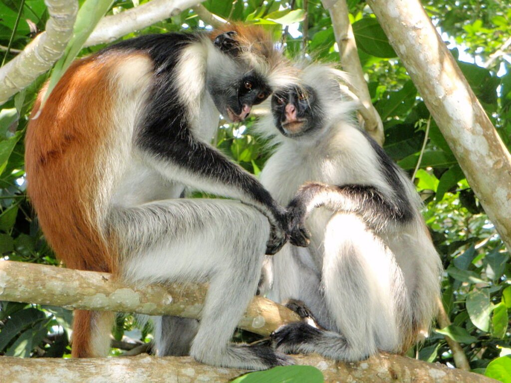 Black and White Colobus Monkeys Mount Meru Forest