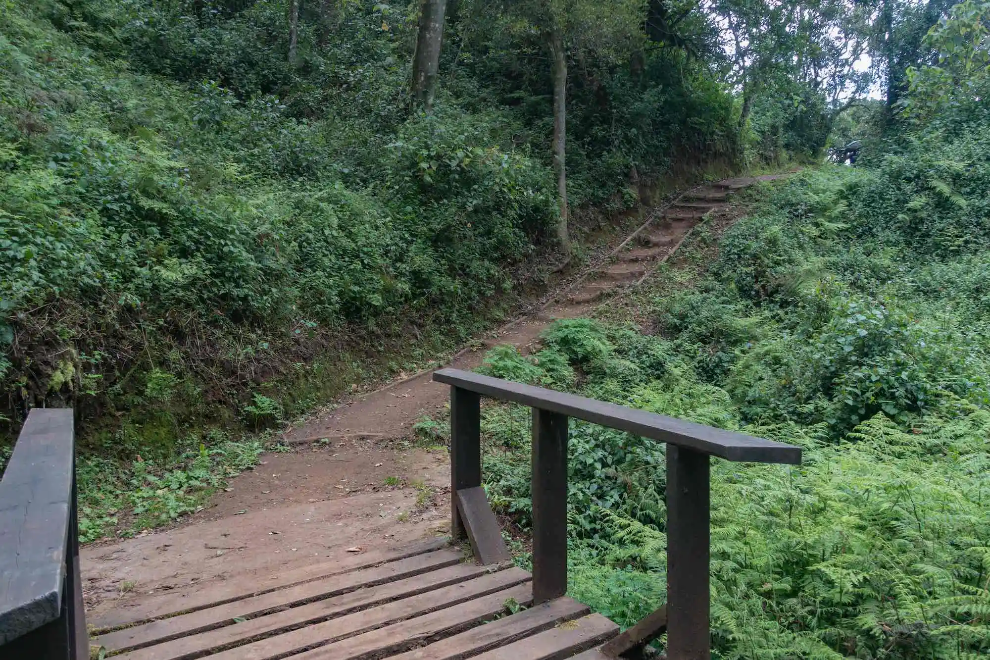 Londorossi Rainforest Canopy Trail