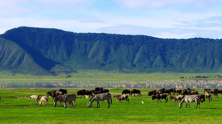 Private safari cruiser descending the steep mountain road into the Ngorongoro Crater floor at dawn