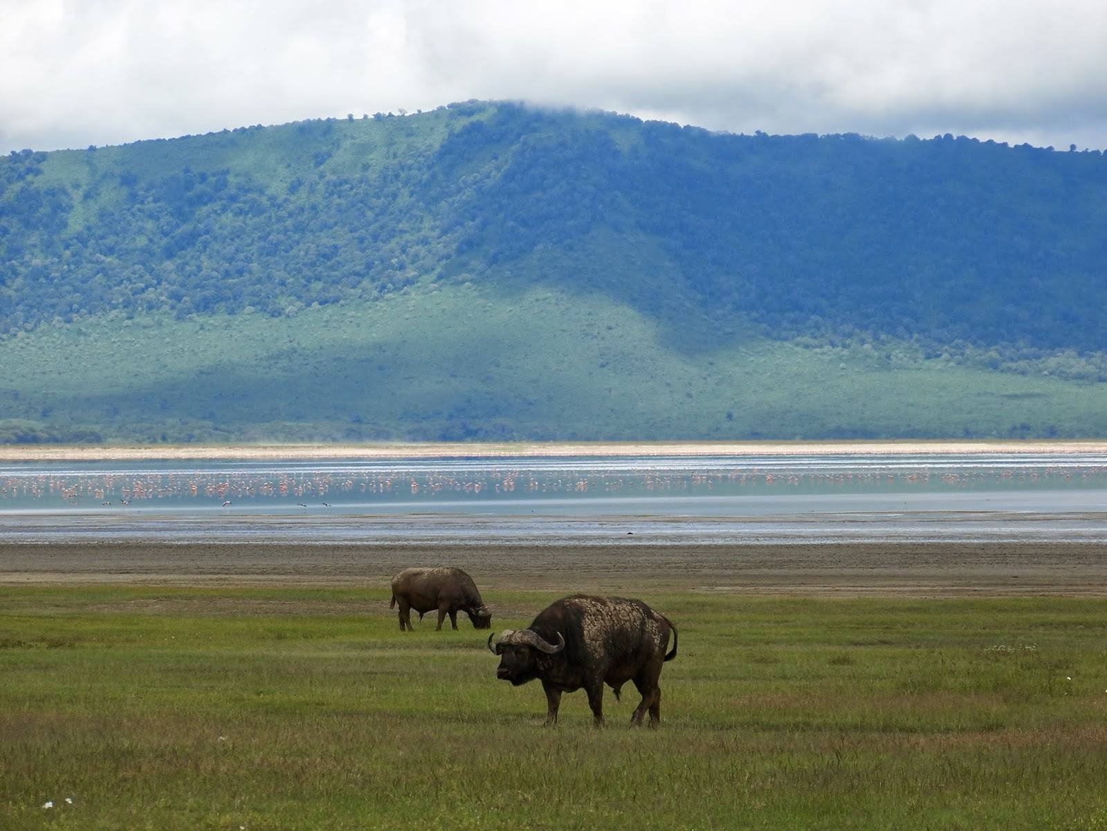 Beautiful view of the high green hills surrounding the Ngorongoro crater rim