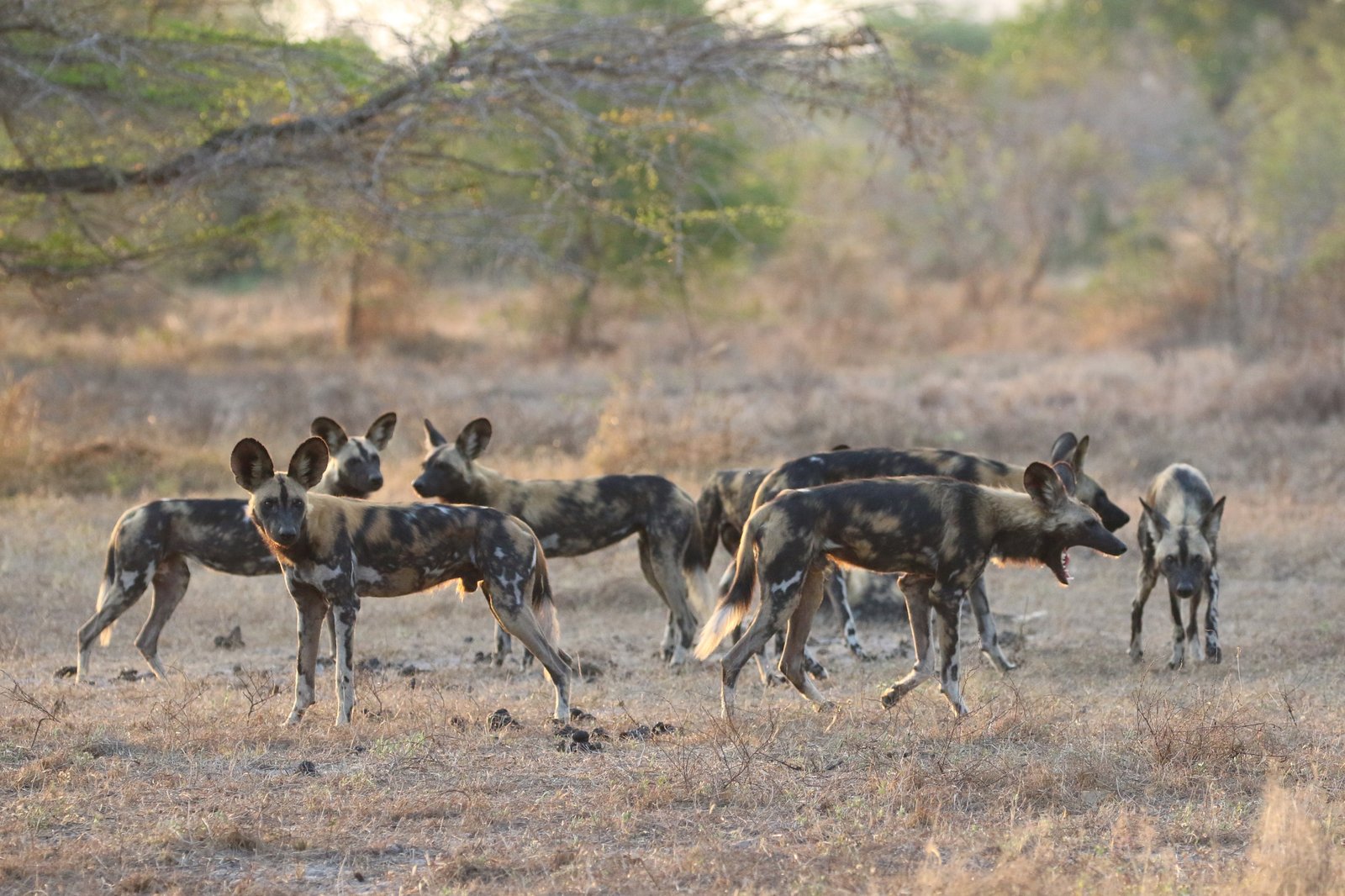Endangered African Wild Dogs hunting pack in Nyerere National Park savanna