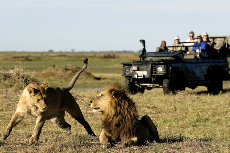 Big game drives encountering massive Cape Buffalo herds in Nyerere National Park
