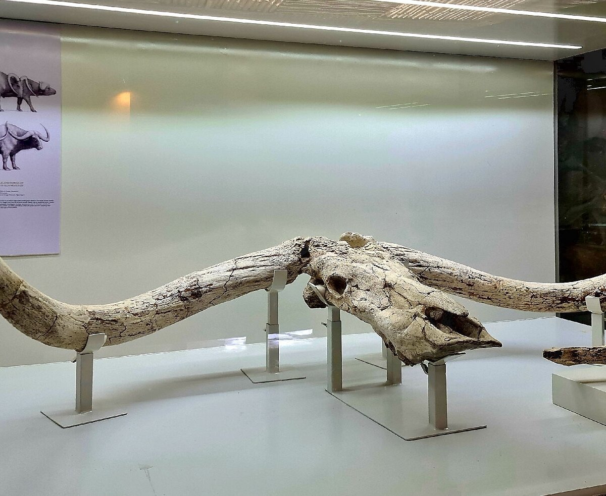 State of the art museum facility overlooking the wide expanses of Olduvai Gorge