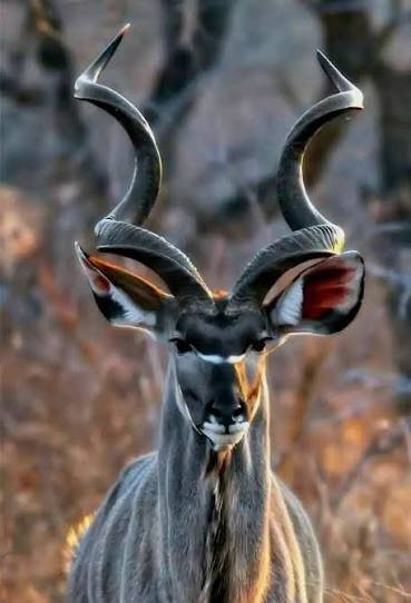 Rare Greater Kudu and Sable Antelope grazing near rocky outcrops in Ruaha