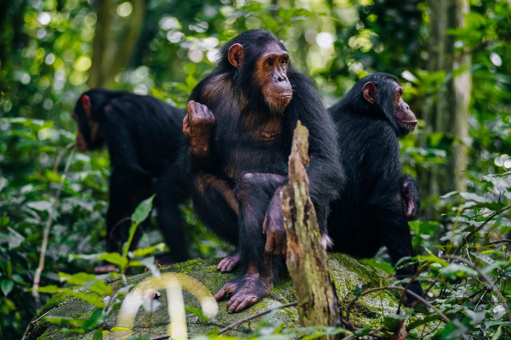 Chimpanzee swinging in the dense green forest canopy of Rubondo Island