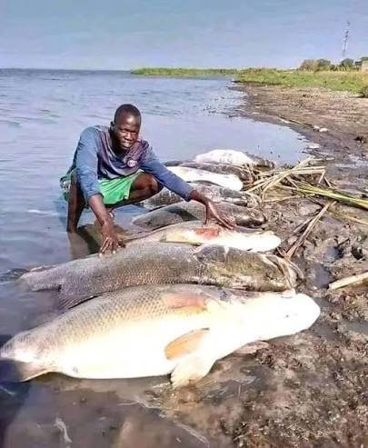 Sport fisherman catching a large Nile Perch from a boat on Lake Victoria near Rubondo Island