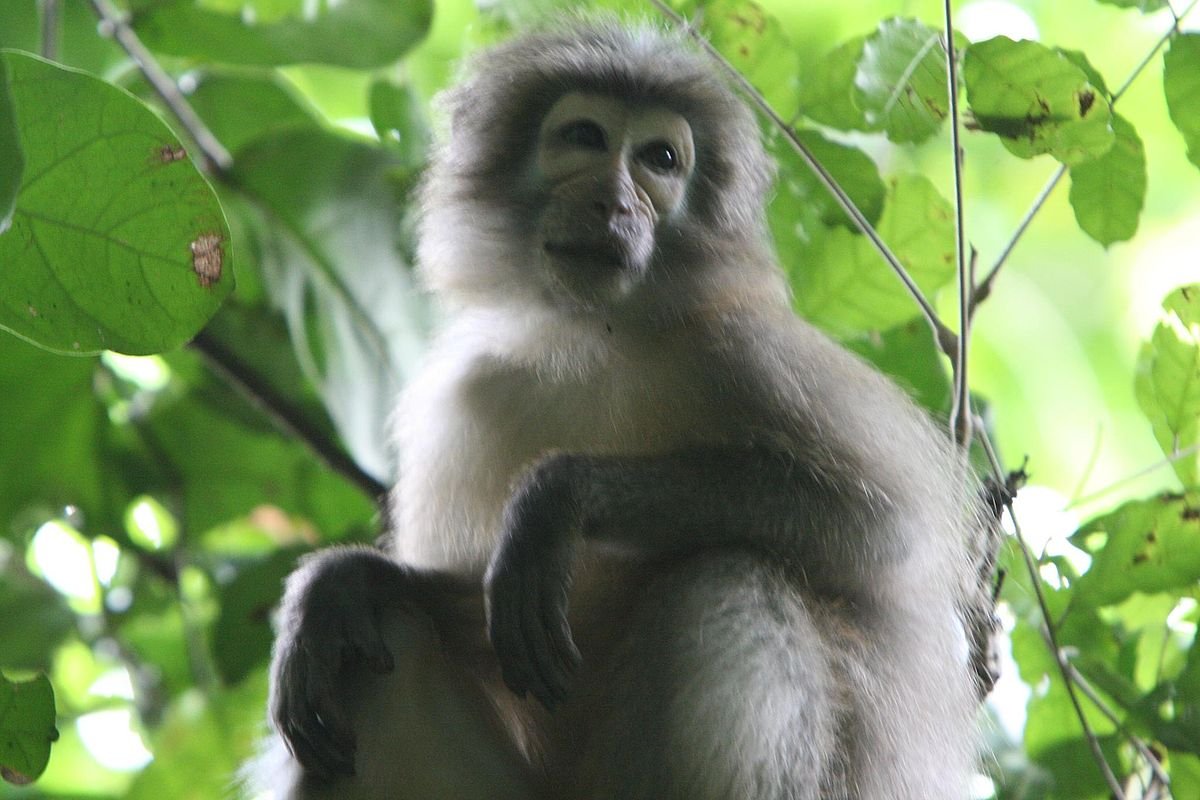 Rare Udzungwa Red Colobus Monkey sitting in the lush green rainforest canopy near Sanje