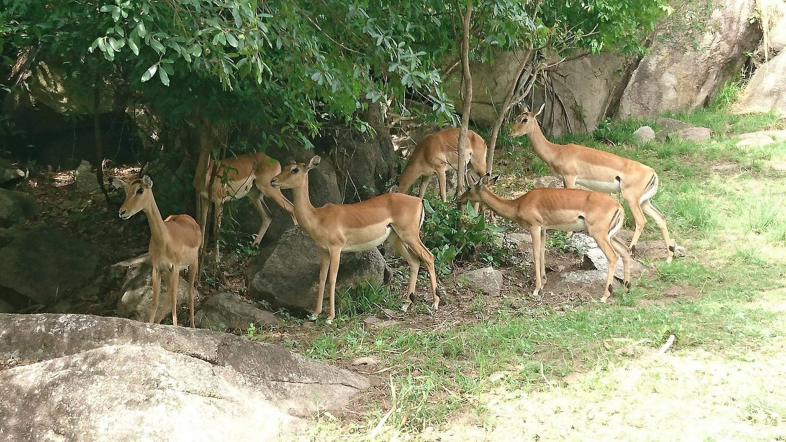 Wild impala antelope standing near green bushes