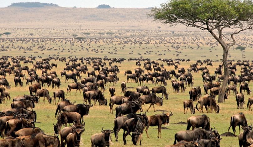 A pride of lions resting on the open savanna grass under an acacia tree