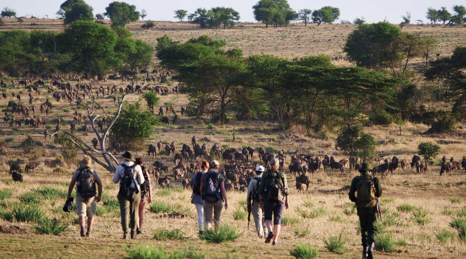 Armed park rangers and guests walking on a private foot tracking safari through the brush of Serengeti