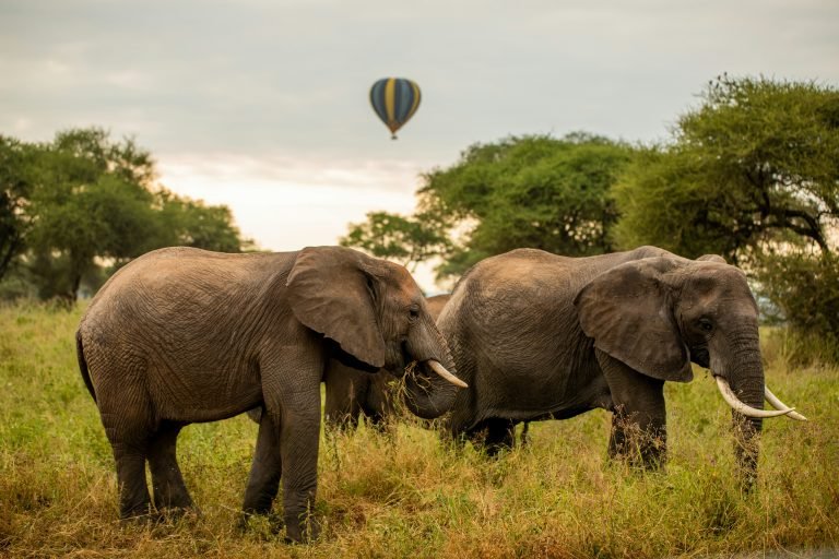Highland Panoramas and Great Rift Valley Vistas