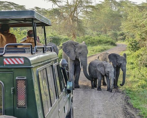 Spectacular river crossing drama along the banks of the Mara River