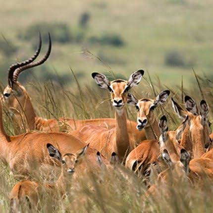 Pride of lions resting quietly on open Serengeti savanna plain at dusk