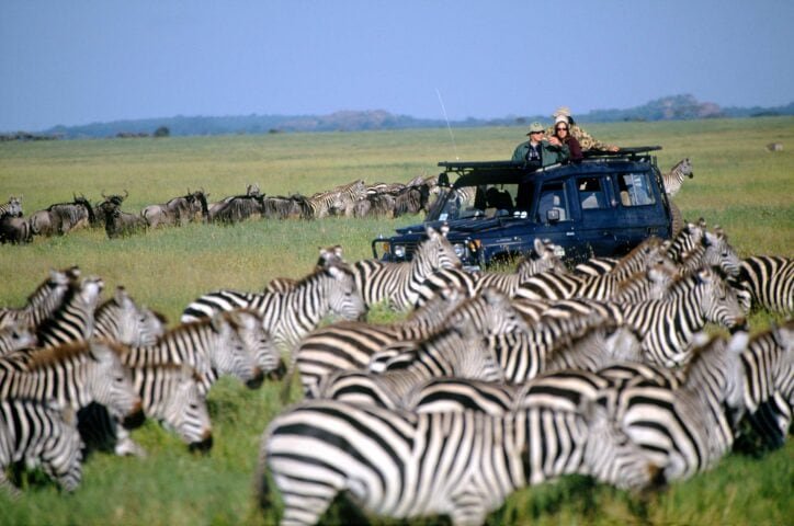 Spectacular mega column of wildebeest crossing the crocodile-filled Mara River in Serengeti
