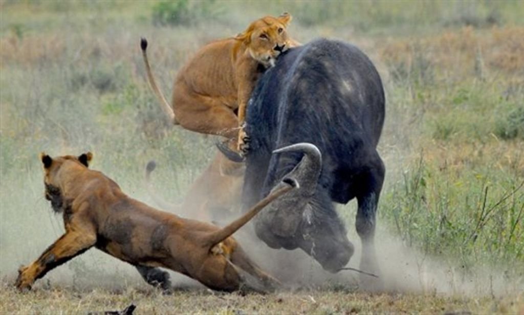 Wildebeest columns moving northward across rugged northern Serengeti terrain