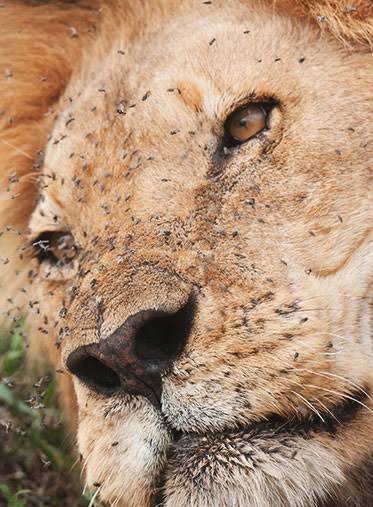 A pair of cheetahs scanning the flat open grasslands from a high vantage point for newborn calves