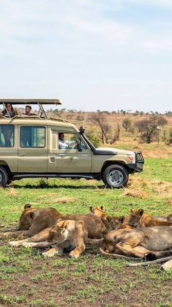 A huge pride of lions stalking game near the open plains of Katavi
