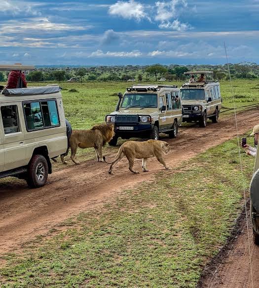 Guests conducting a guided walking safari with an armed ranger in Nyerere National Park