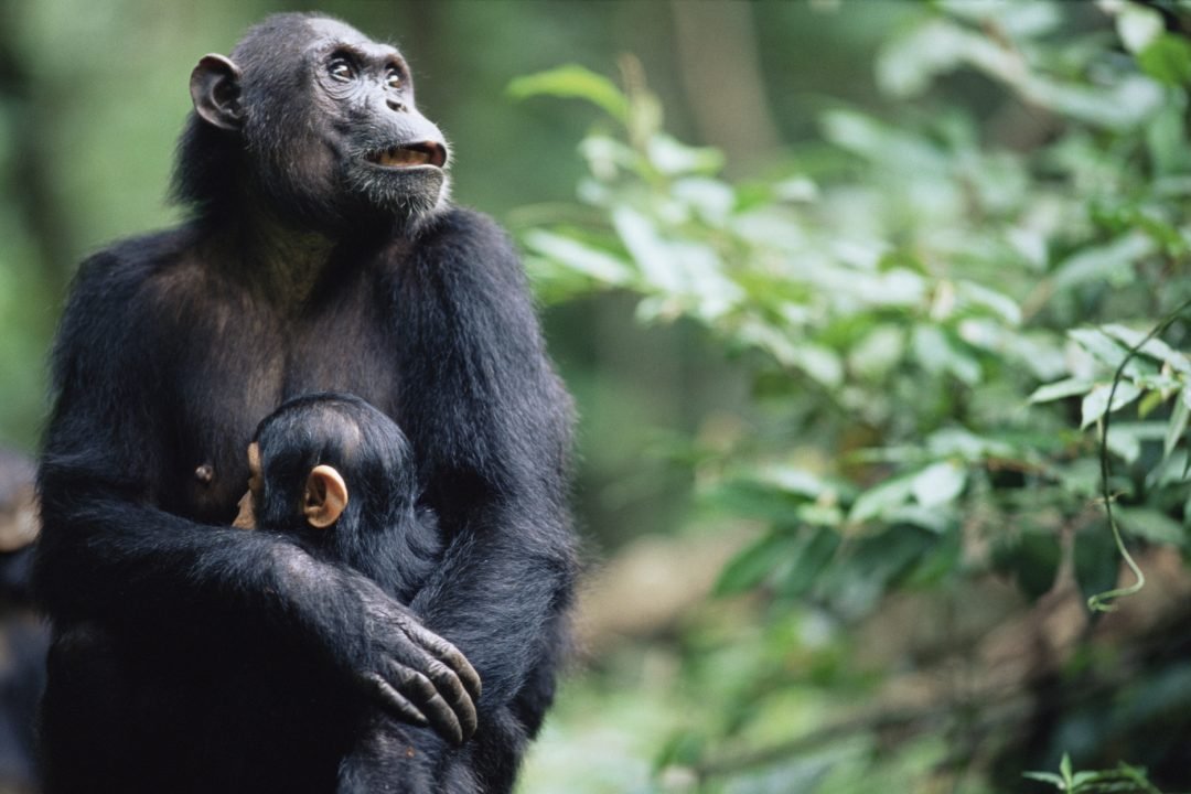 Female eastern chimpanzee (Pan troglodytes schweinfurthii) with young